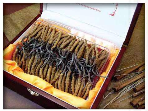 雁江冬虫夏草回收